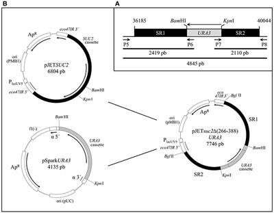 Bioconversion of Beet Molasses to Alpha-Galactosidase and Ethanol